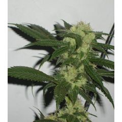 Bcn Sour Diesel, Фасовка: 3