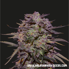 Purple Russian Express, Фасовка: 5