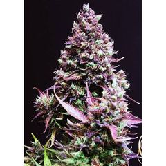 White Caramel Auto, Фасовка: 10