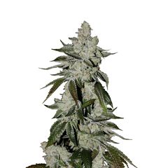 Girl Scout Cookies Auto, Фасовка: 1