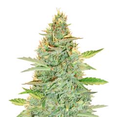 Green Crack Auto, Фасовка: 1