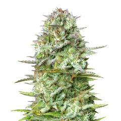 Kosher Cake auto, Фасовка: 10