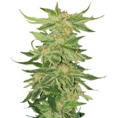 Mimosa EVO, Фасовка: 1
