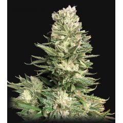 Bruce Banner, Фасовка: 10