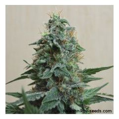 AK Kush, Фасовка: 5