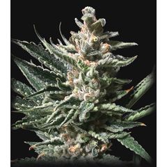 Girl Scout Cookies Auto, Фасовка: 3