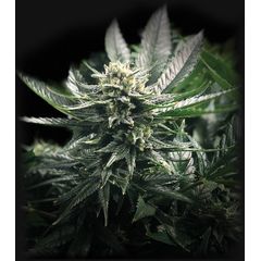 Gorilla Glue #4, Фасовка: 10