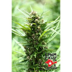Ak Peace Auto, Фасовка: 5