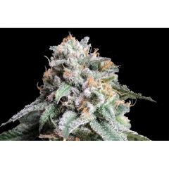 Auto AK 47 genetics, Фасовка: 3+1