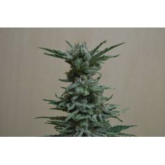 AK Skunk, Фасовка: 3