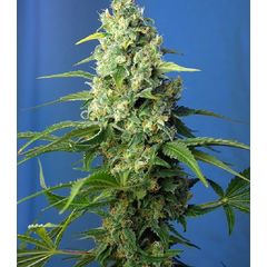 Honey Peach Auto CBD, Фасовка: 3+1
