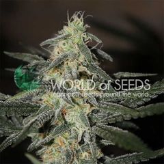 Northern Light x Big Bud Early, Фасовка: 7
