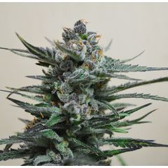 Blue Acid Auto, Фасовка: 5