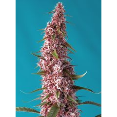 Red Pure Auto CBD, Фасовка: 3+1
