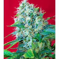 Green Poison, Фасовка: 5+2