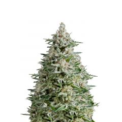 Amnesia Gold Auto, Фасовка: 5+2