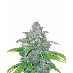 Blue Dream Auto, Фасовка: 3