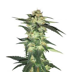 Blue Haze x Gelato 41 Auto, Фасовка: 3