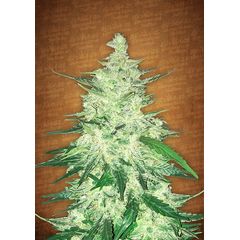 CBD Crack Auto, Фасовка: 5