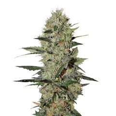 Exodus Cheese Auto, Фасовка: 5