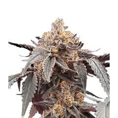 Guava x Gelato 41 Auto, Фасовка: 3