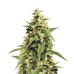 Jack 47 XL Auto, Фасовка: 3+1