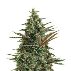 Super Lemon Haze Auto CBD, Фасовка: 3