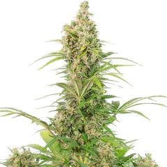 White Widow Auto CBD, Фасовка: 10