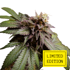 Zkittle OG genetics, Фасовка: 3