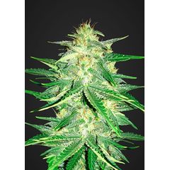 Lemon AK Auto, Фасовка: 1