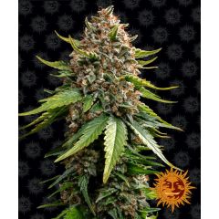 White Widow Auto XXL, Фасовка: 3
