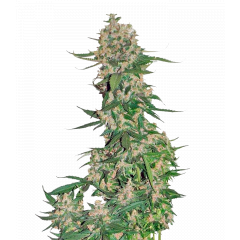 Crystal Meth Auto, Фасовка: 1