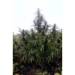 Early Durban Reg, Фасовка: 12