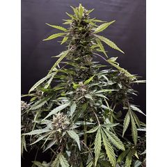 Auto Magnum, Фасовка: 5
