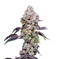 Sweet Mandarine Zkittlez F1 Fast Version, Фасовка: 3+1