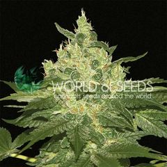 Afghan kush Reg, Фасовка: 10