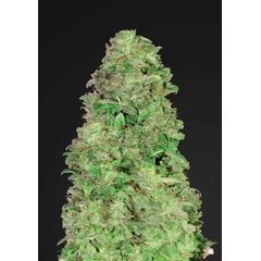 CBD 20:1 Auto, Фасовка: 5