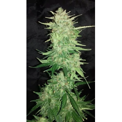 Blue Widow Auto Reg, Фасовка: 12