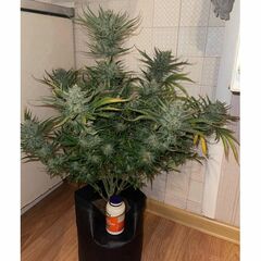 Mint Glue Auto, Фасовка: 10