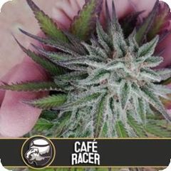 Café Racer, Фасовка: 3+1
