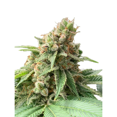 Fast Diesel genetics Fem, Фасовка: 3+1