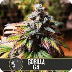 Gorilla Glue G4, Фасовка: 3