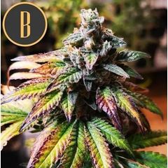 Auto Gorilla G4, Фасовка: 3