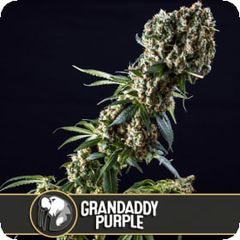 GranDaddy Purple, Фасовка: 3