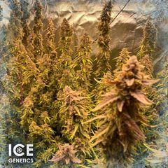 LSD-EXPRESS Auto, Фасовка: 5