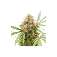 AK Triple Haze Auto, Фасовка: 3