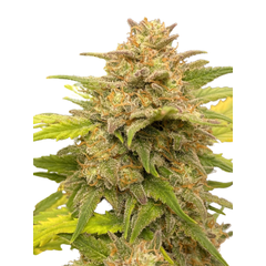 Auto Glue XXL genetics, Фасовка: 5+2
