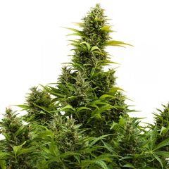 Medikit CBD Auto, Фасовка: 1