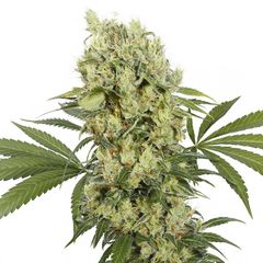 Medikit CBD Fem, Фасовка: 1