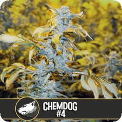 Chemdog #4, Фасовка: 3